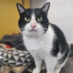 GATA BASAURI WEB