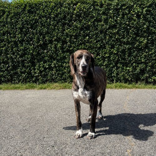 HAILEY GALDAKAO16-26 HAILEY GALDAKAO16-26